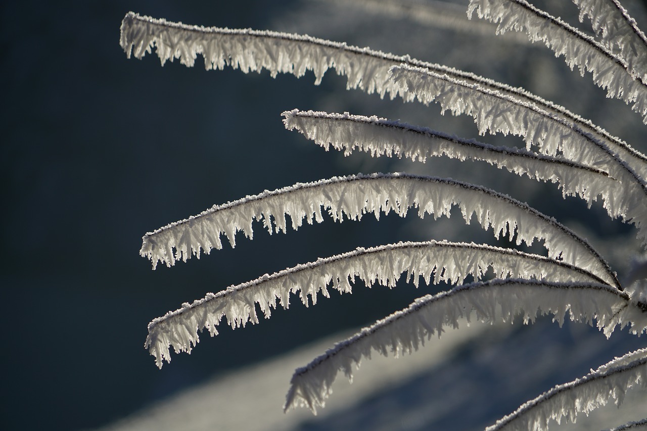 snow crystals iced branches free photo