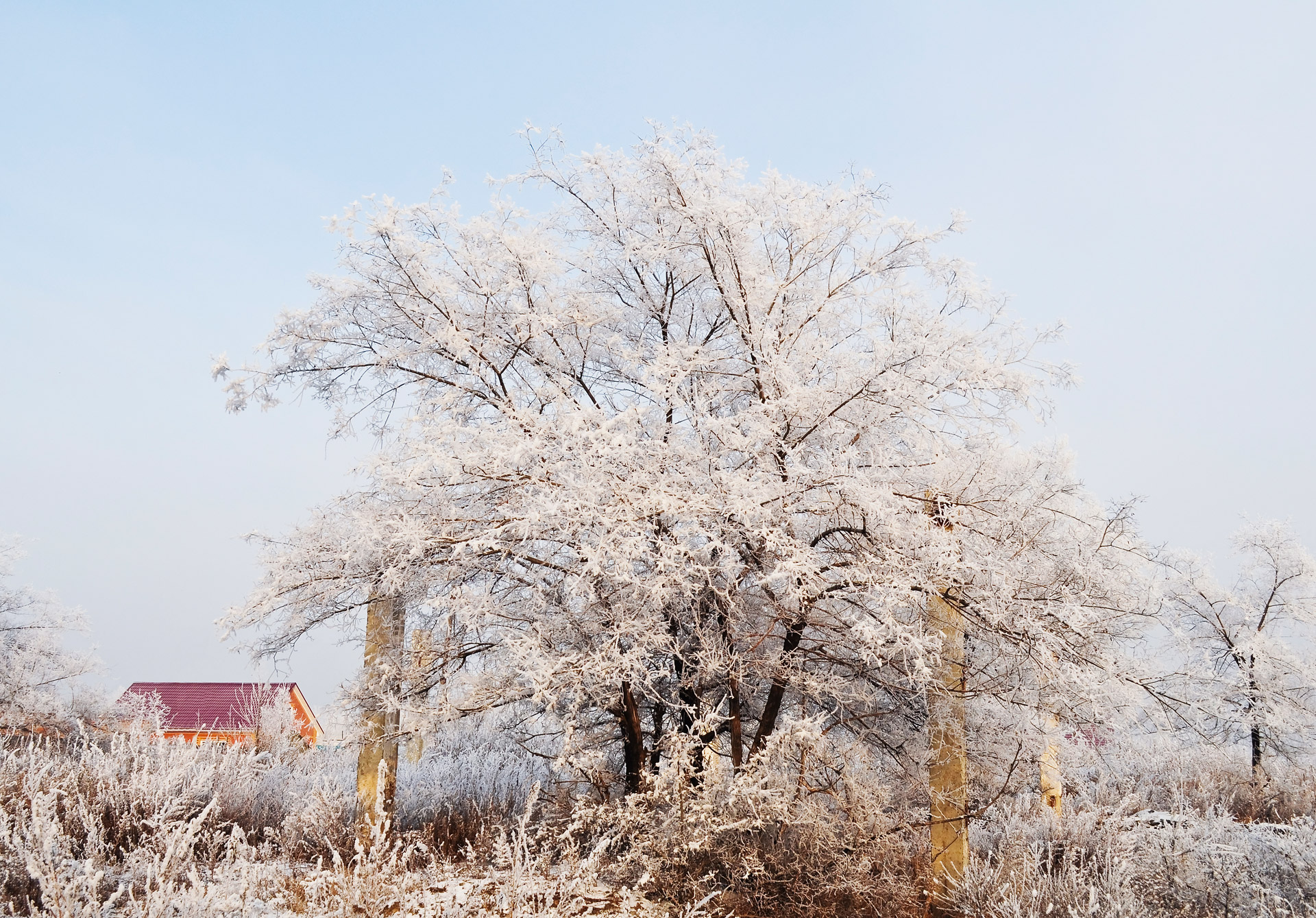 snow winter tree free photo