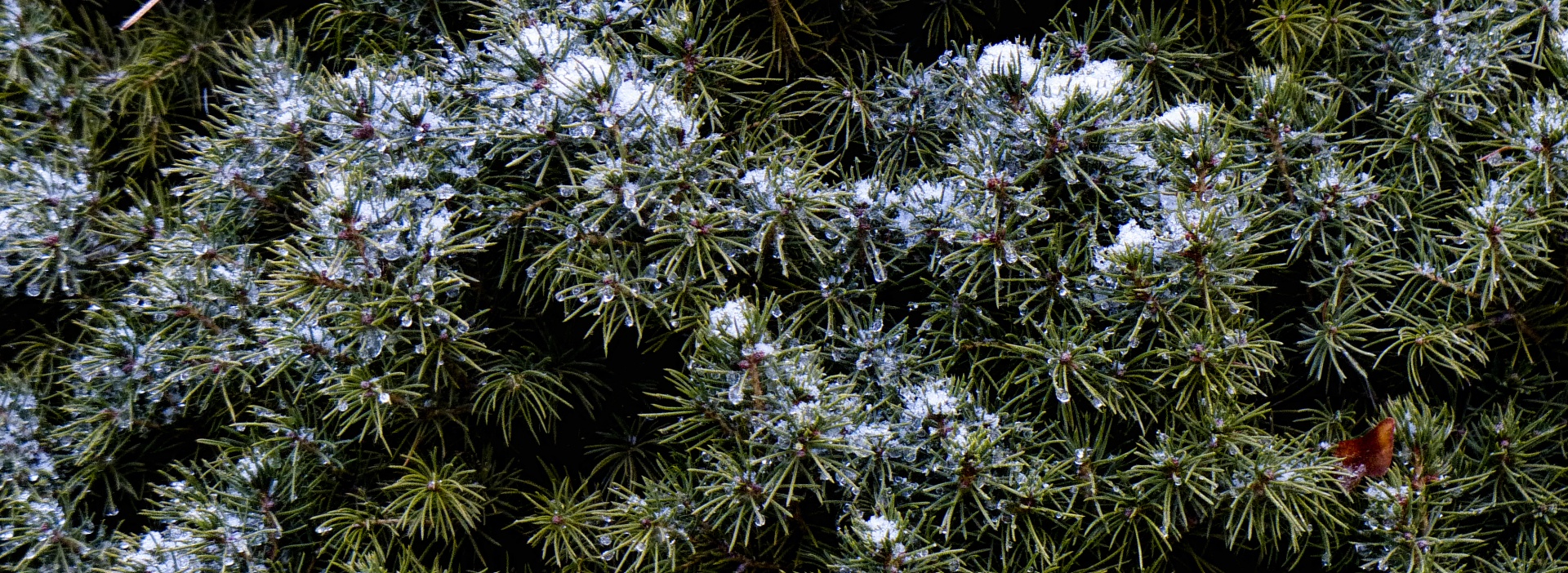 snow winter pine free photo