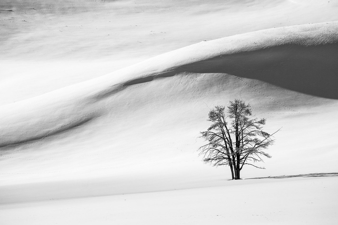 snow dunes winter tree free photo