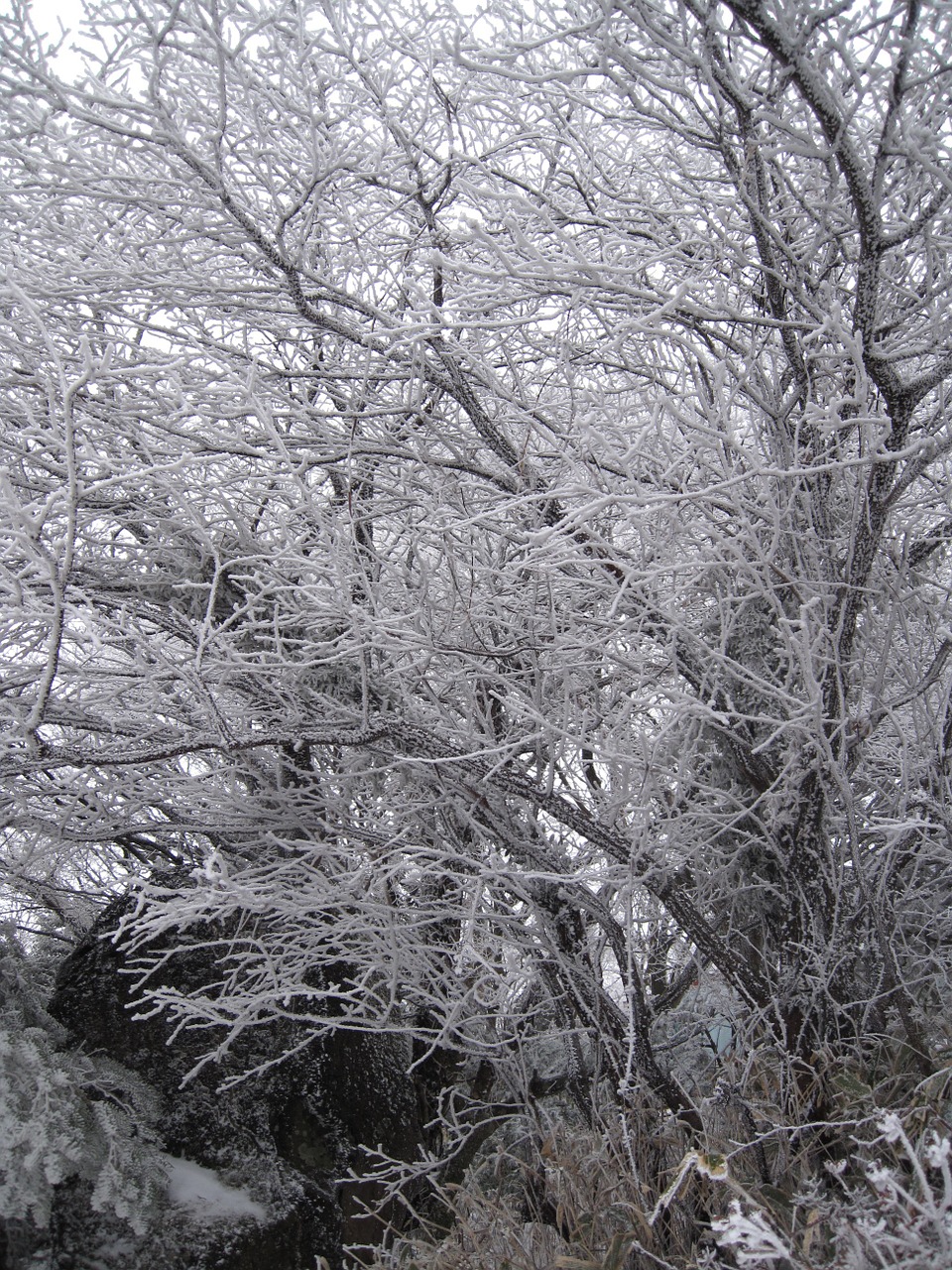 snow flower winter wood free photo