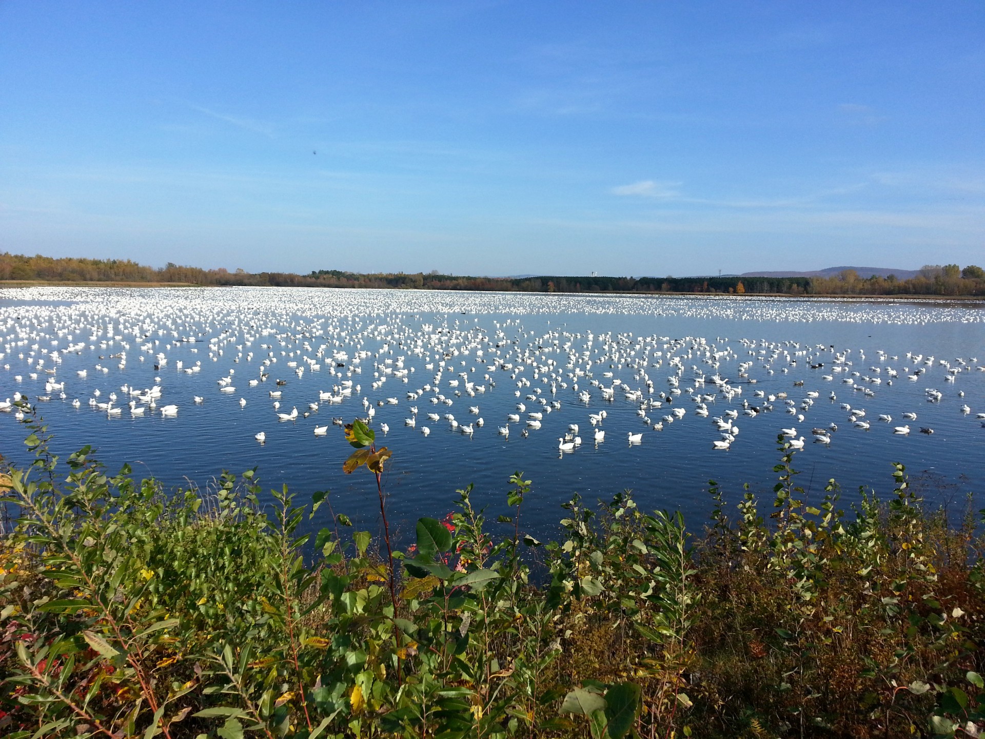 geese goose white free photo