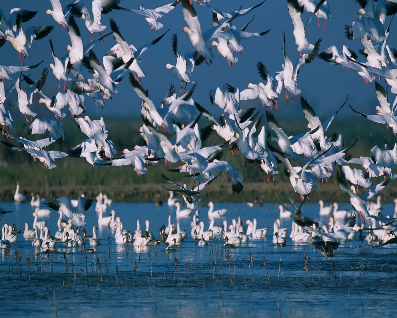 snow geese flock flying free photo