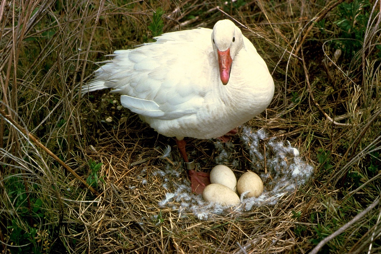 snow goose nest eggs free photo