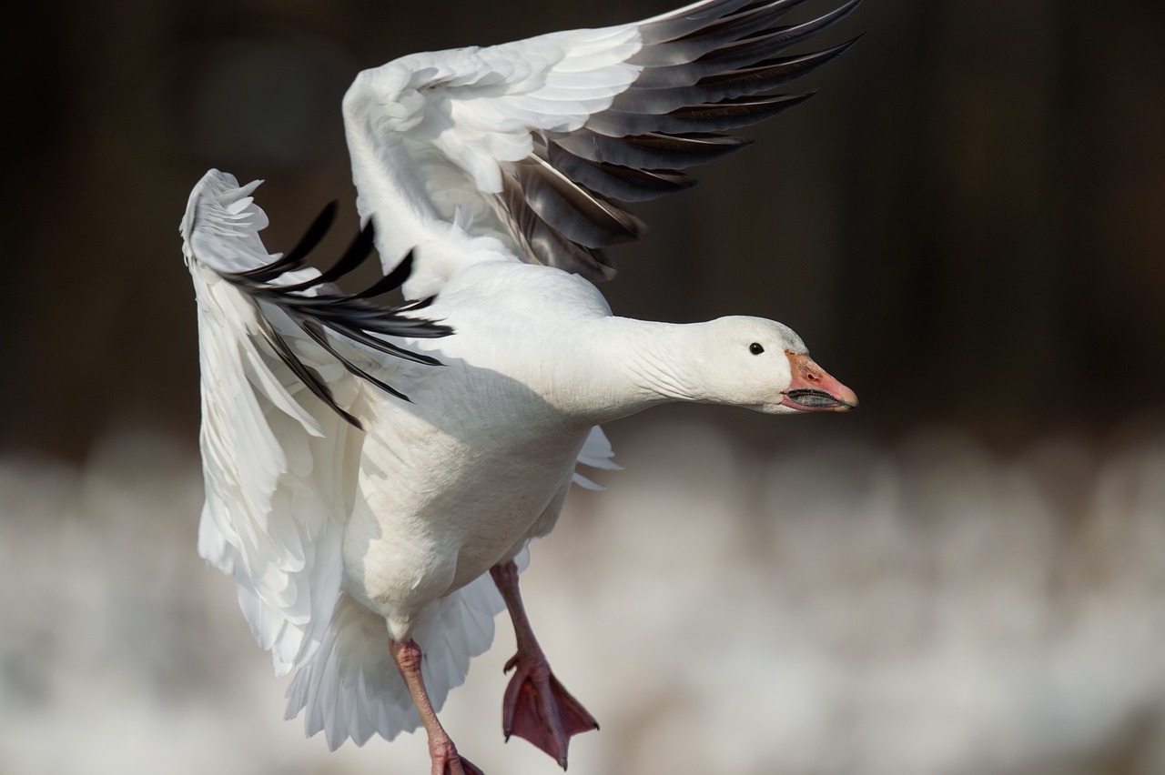 snow goose bird flying free photo