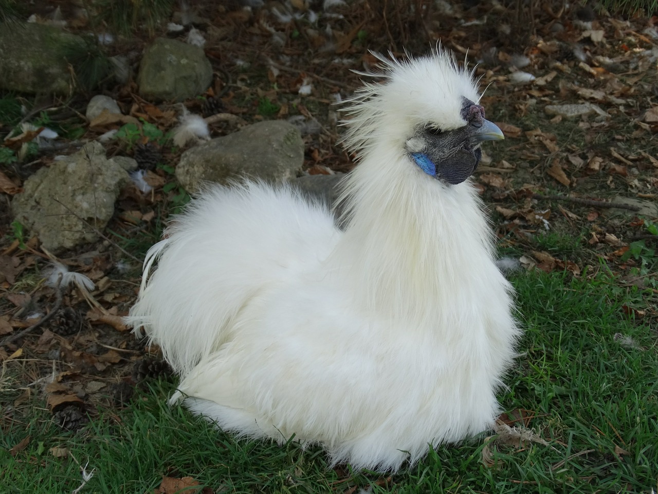 snow grouse chicken animal free photo