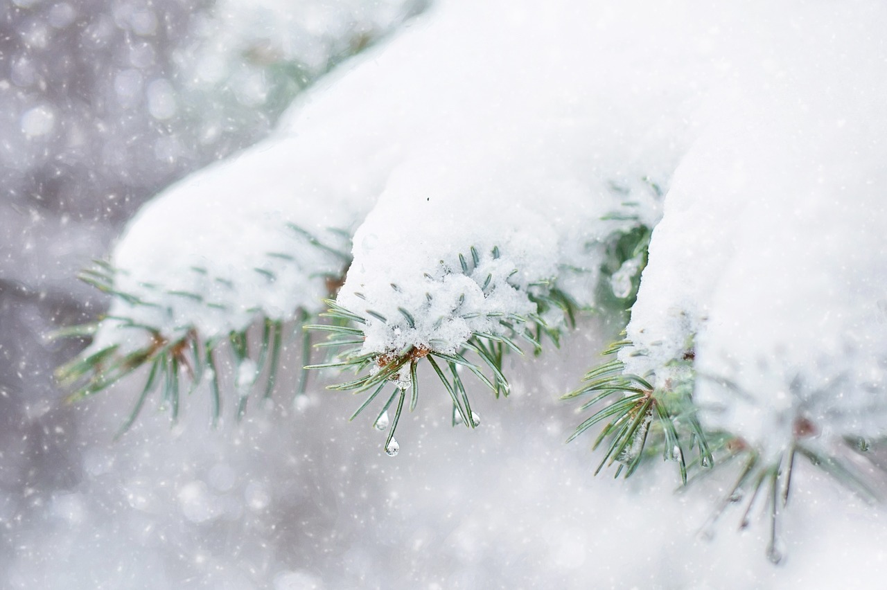 snow in pine tree pine branch winter free photo
