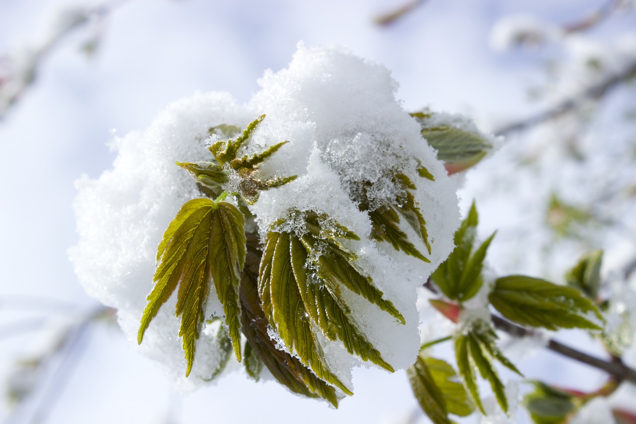 snow in spring snow spring free photo