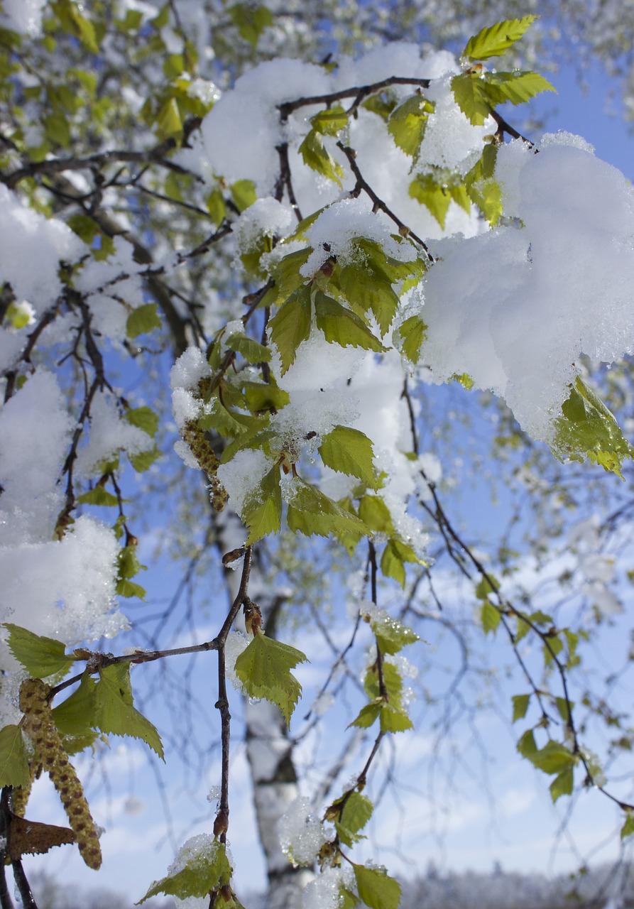 snow in spring snow spring free photo