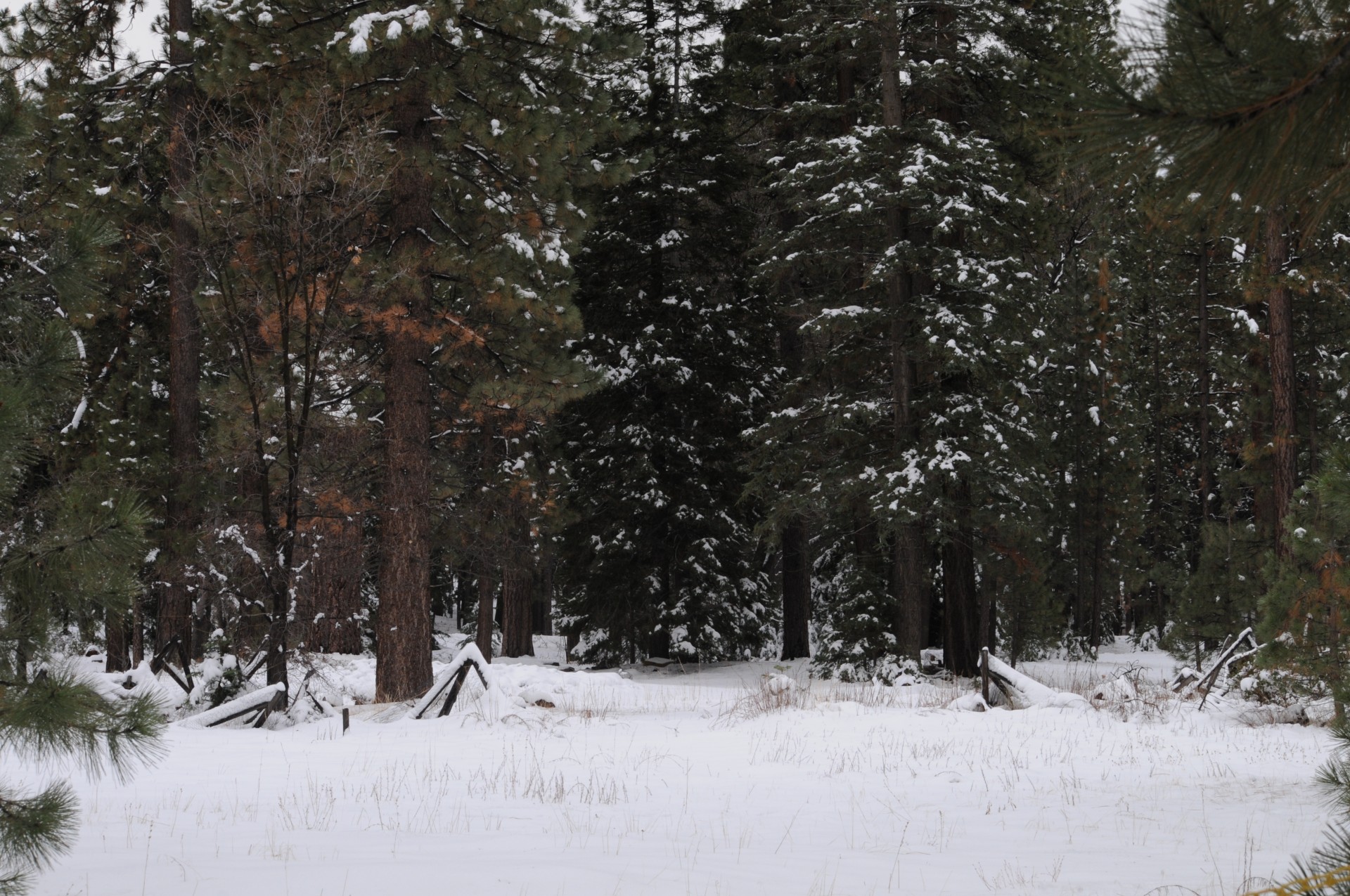 holiday snow pine trees free photo