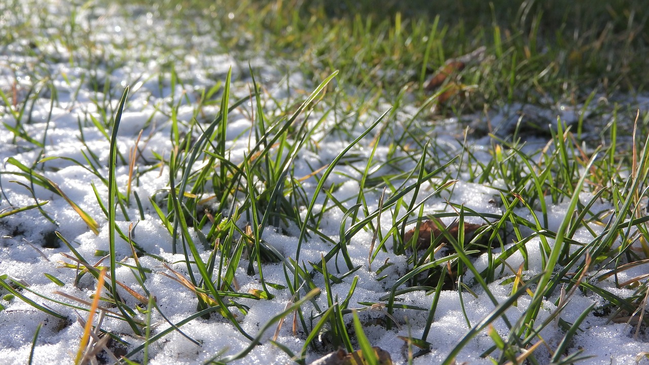 snow in the grass sprinkling of snow snow free photo