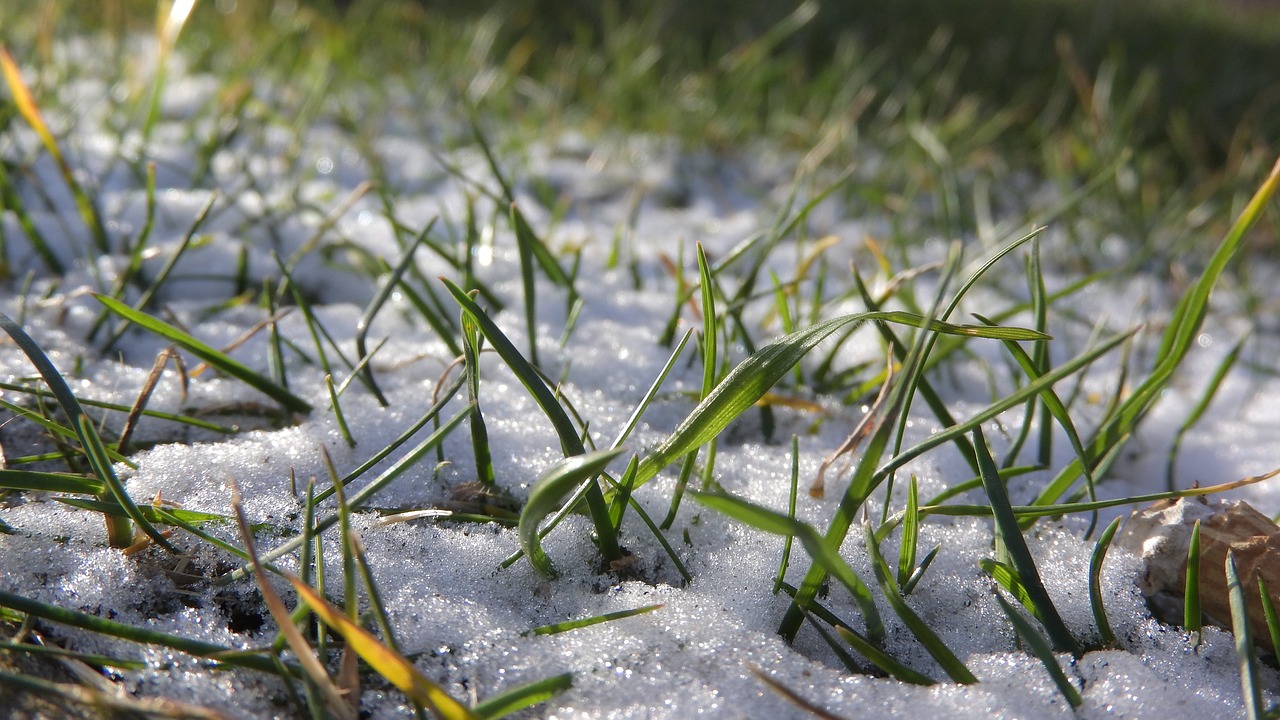 snow in the grass sprinkling of snow snow free photo