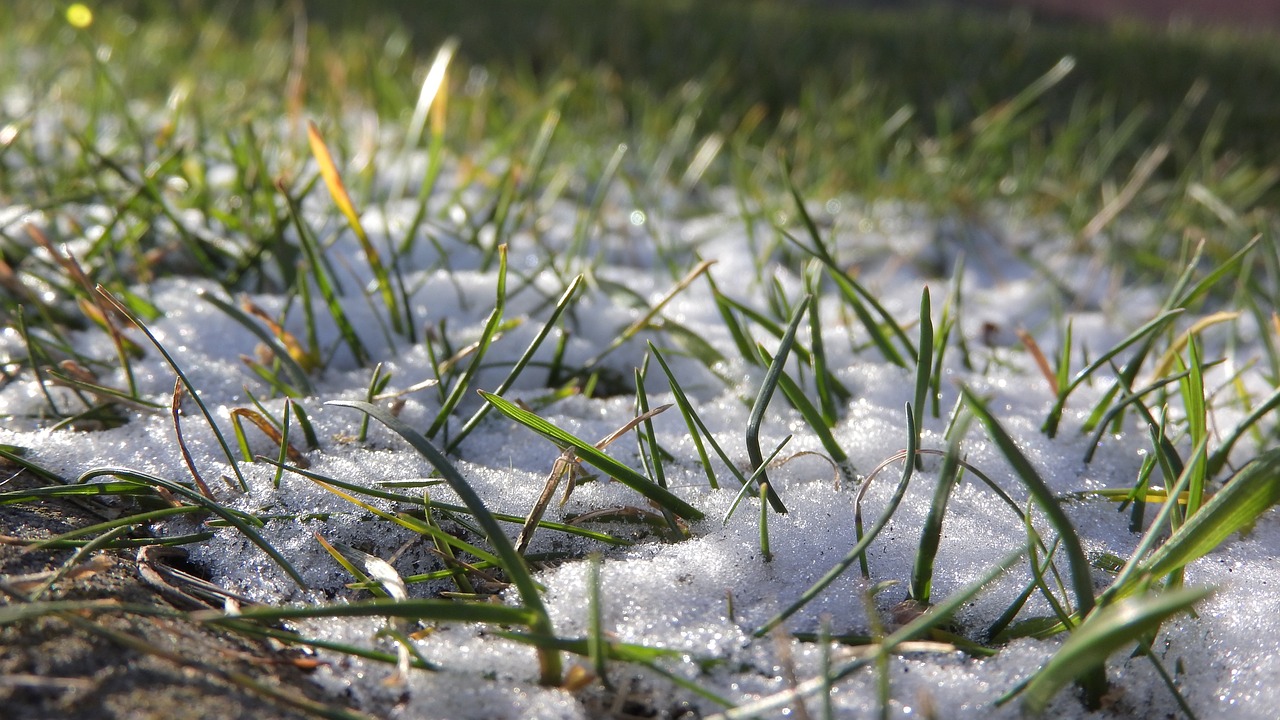 snow in the grass sprinkling of snow snow free photo