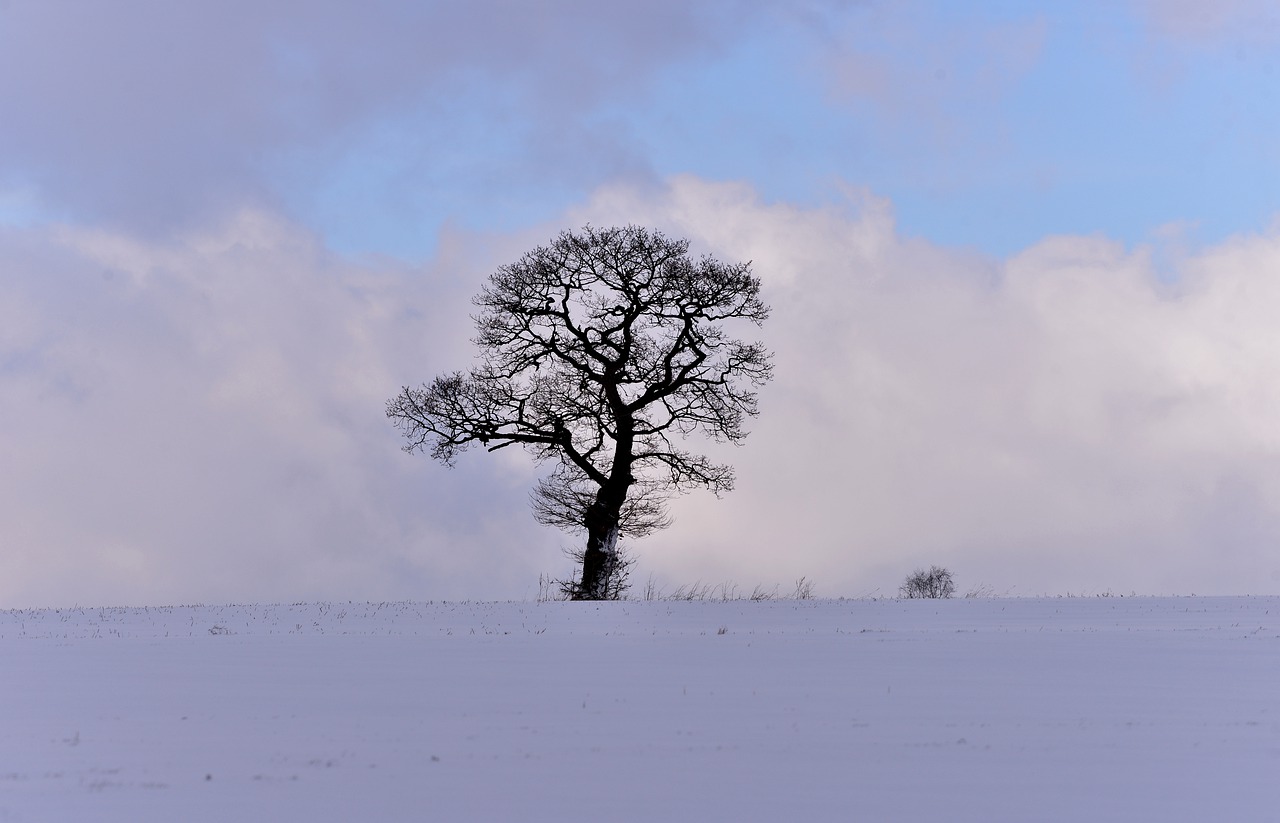 snow landscape  winter  tree free photo