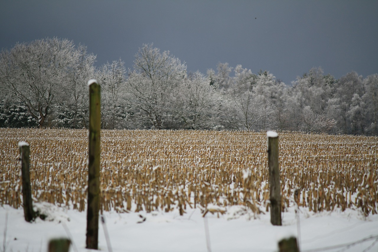 snow landscape snow sky winter free photo