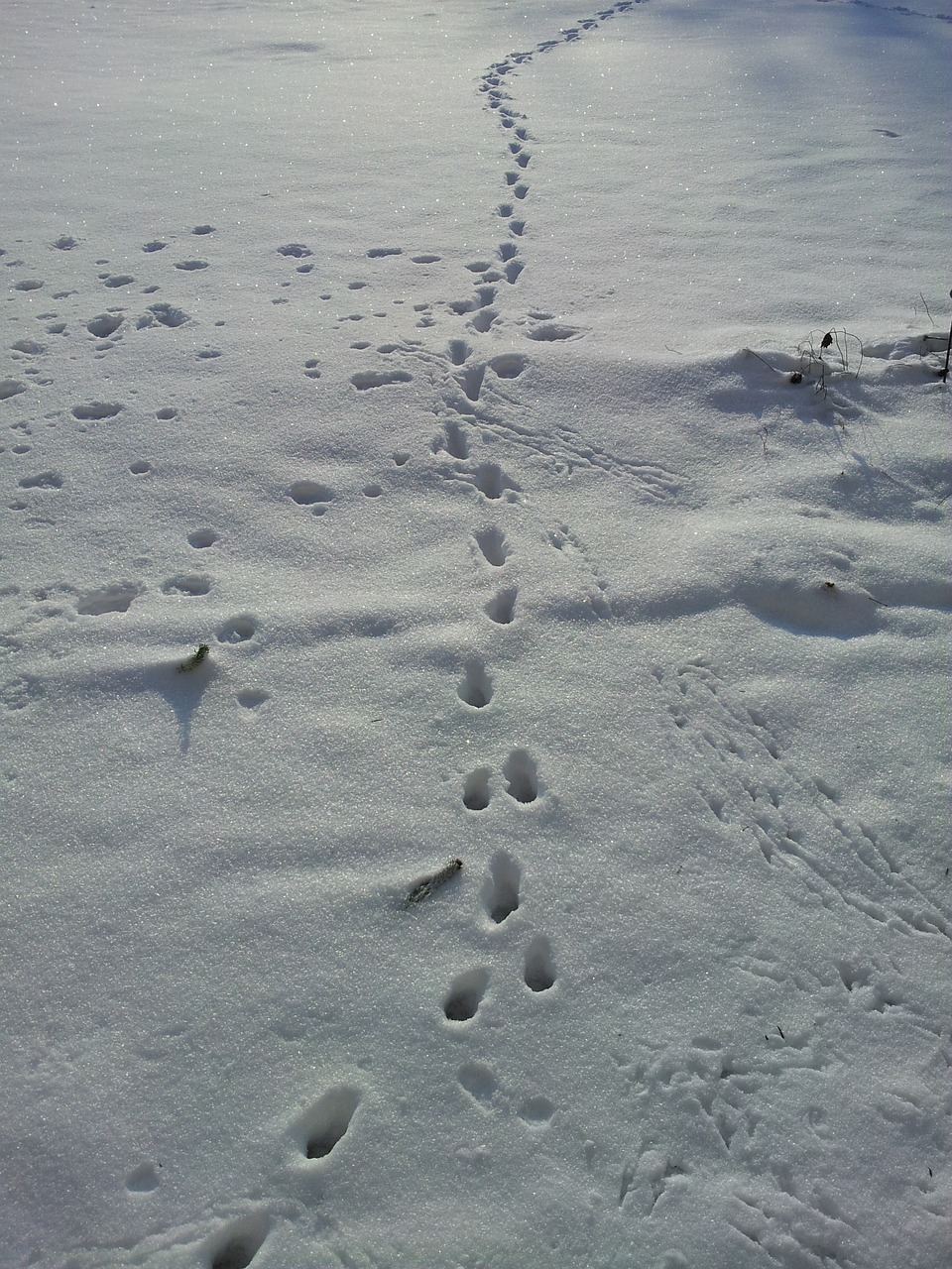 snow lane tracks in the snow winter free photo