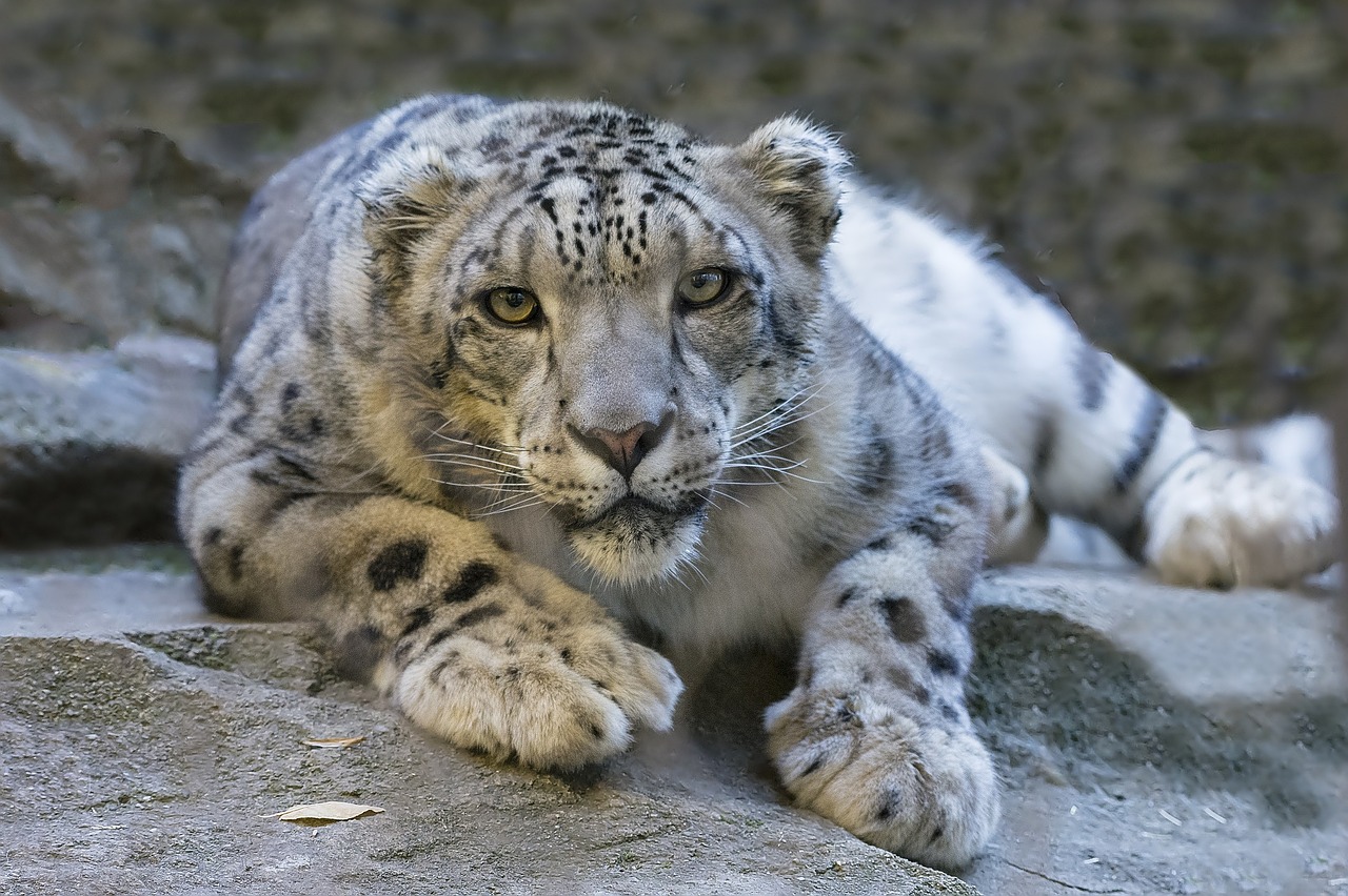 snow leopard reclining staring ground free photo