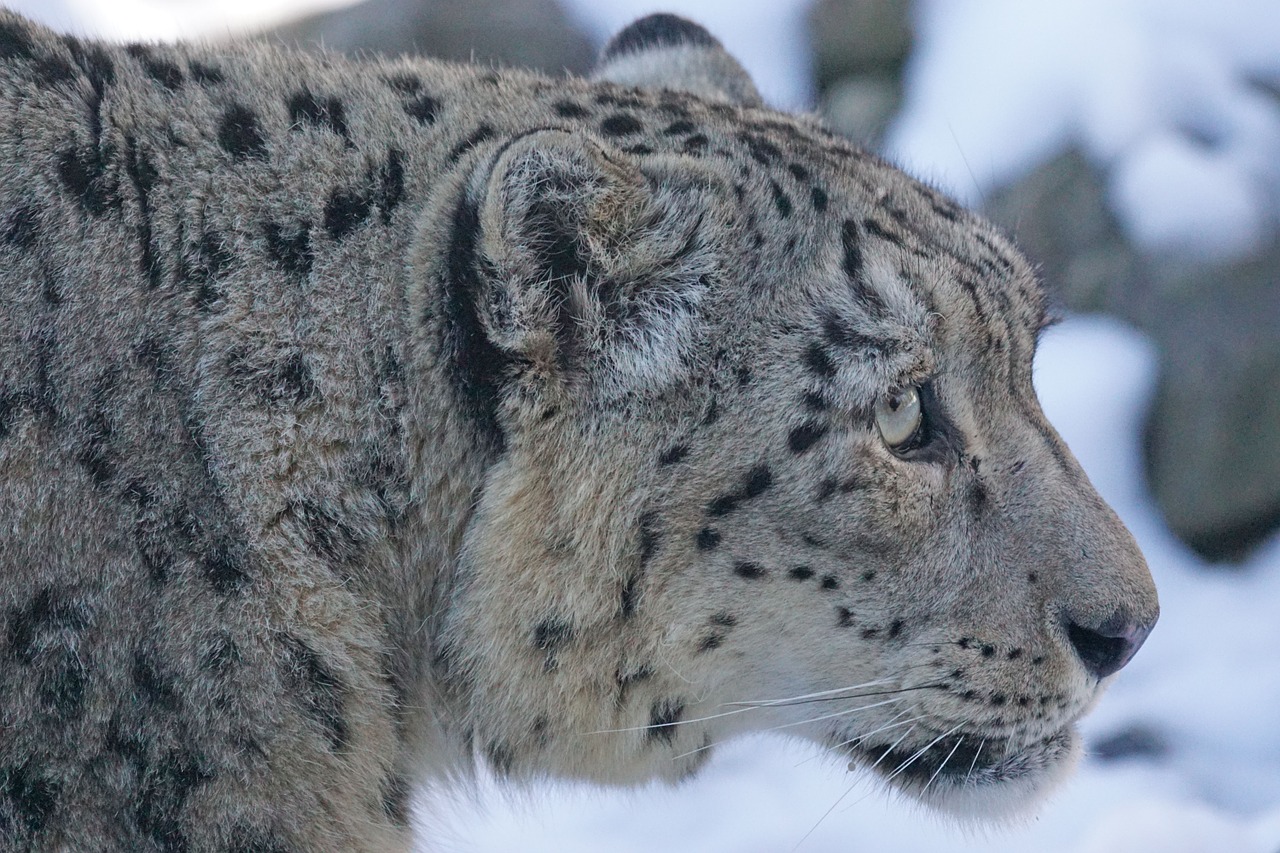 snow leopard predator snow free photo