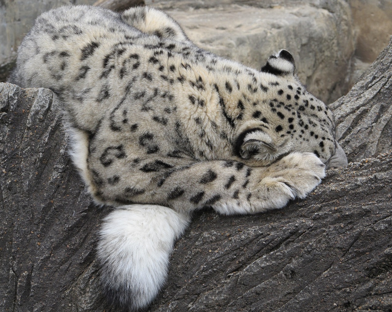 snow leopard sleeping cat free photo