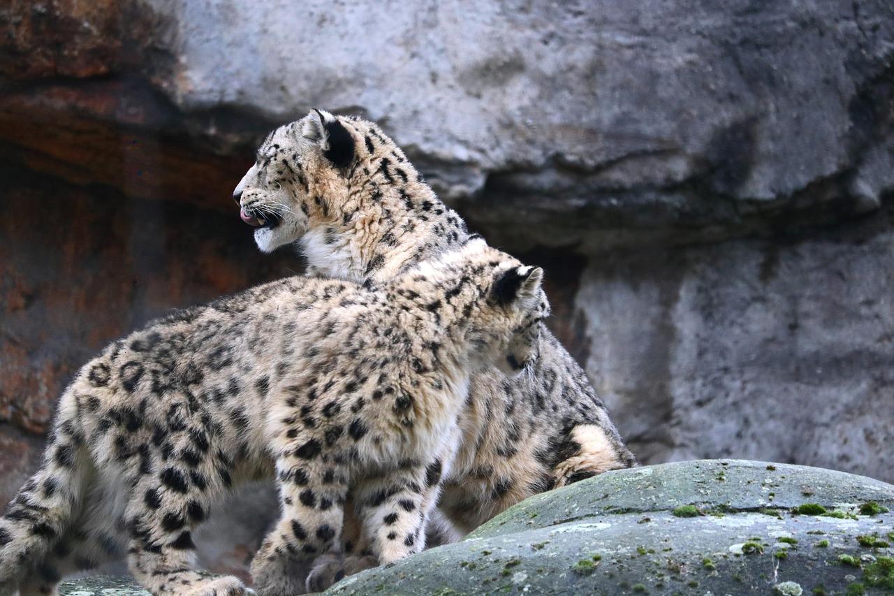 snow leopard zoo cat free photo