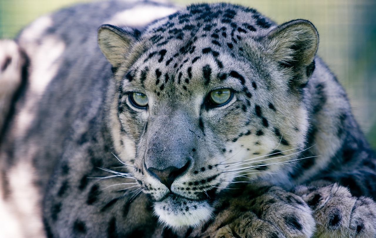 snow leopard big cat animal free photo