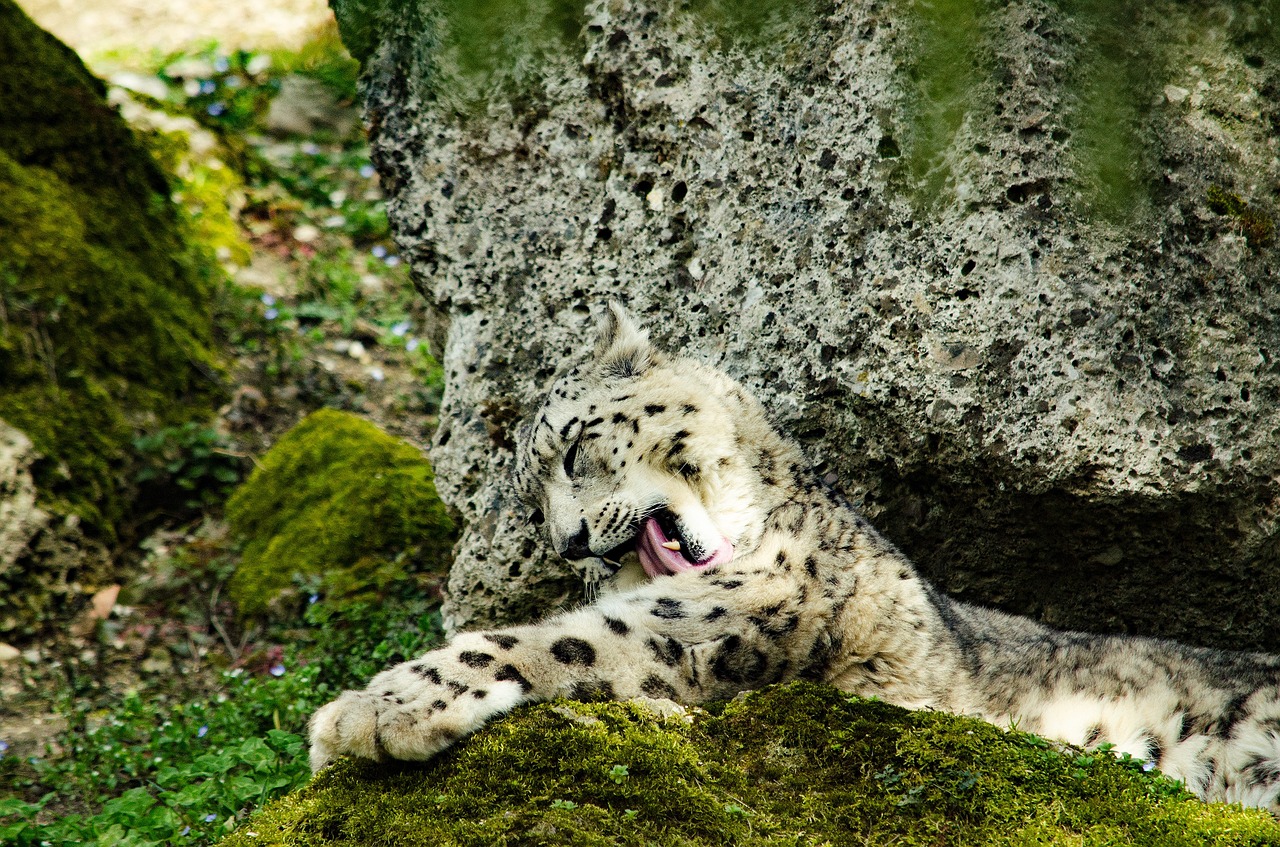 snow leopard big cat cat free photo