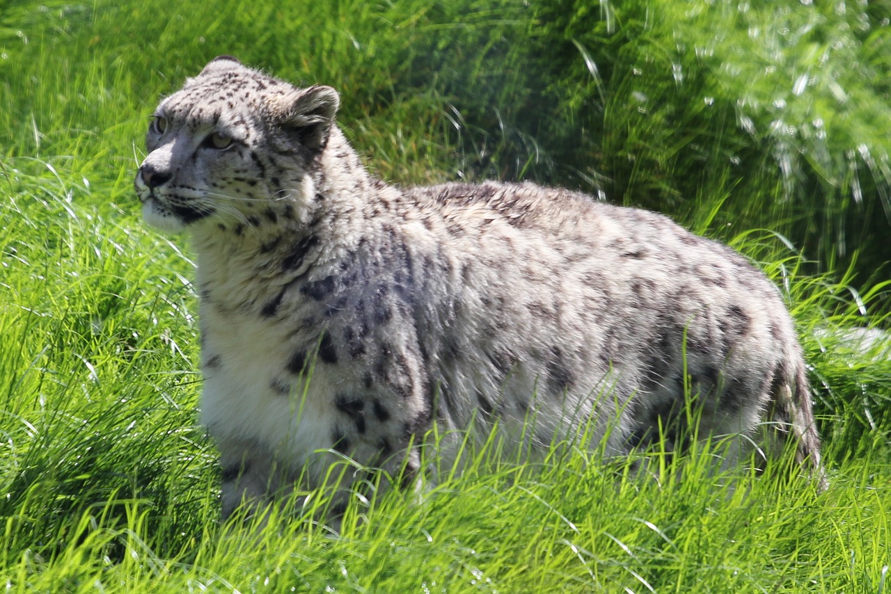 snow leopard wild animal fauna free photo