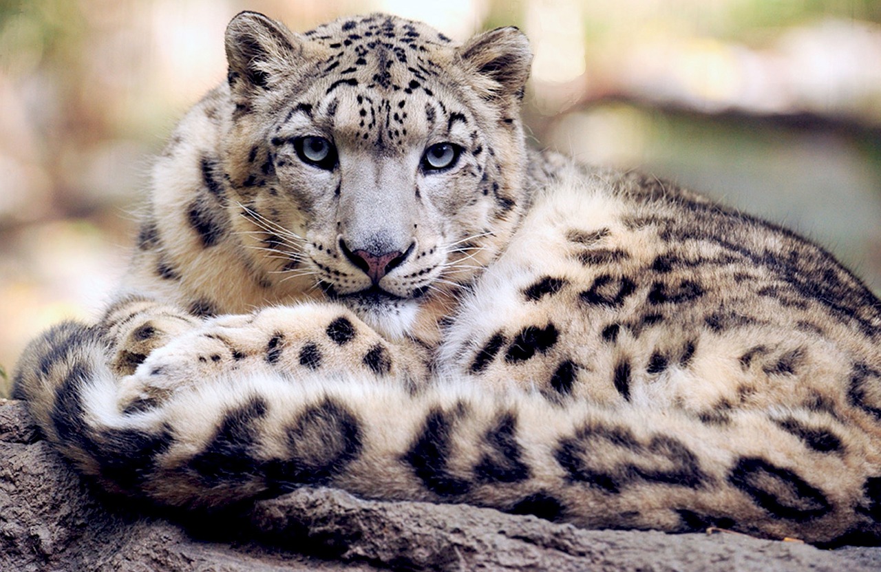 snow leopard reclining staring ground free photo