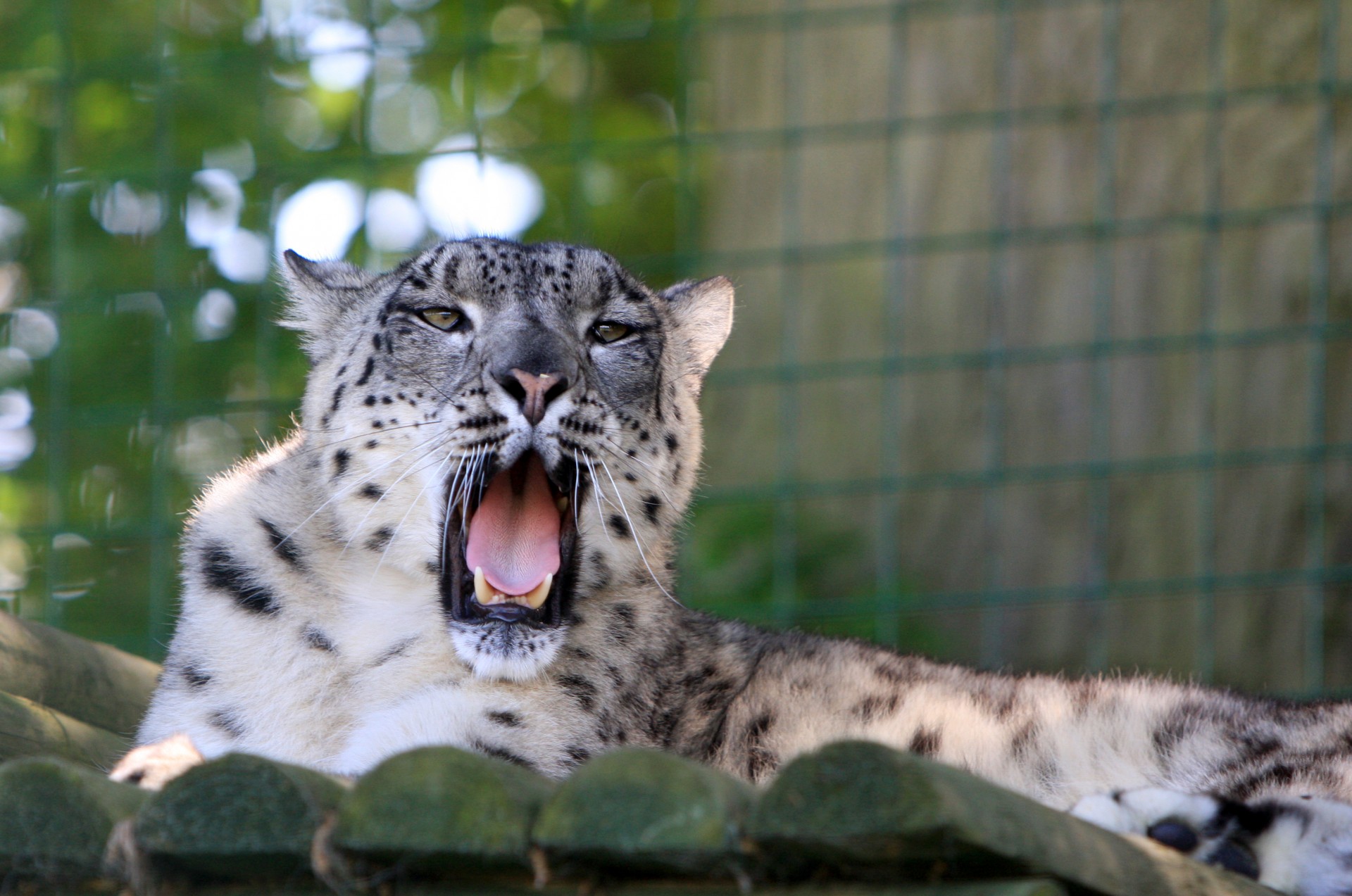 snow leopard leopard animal free photo