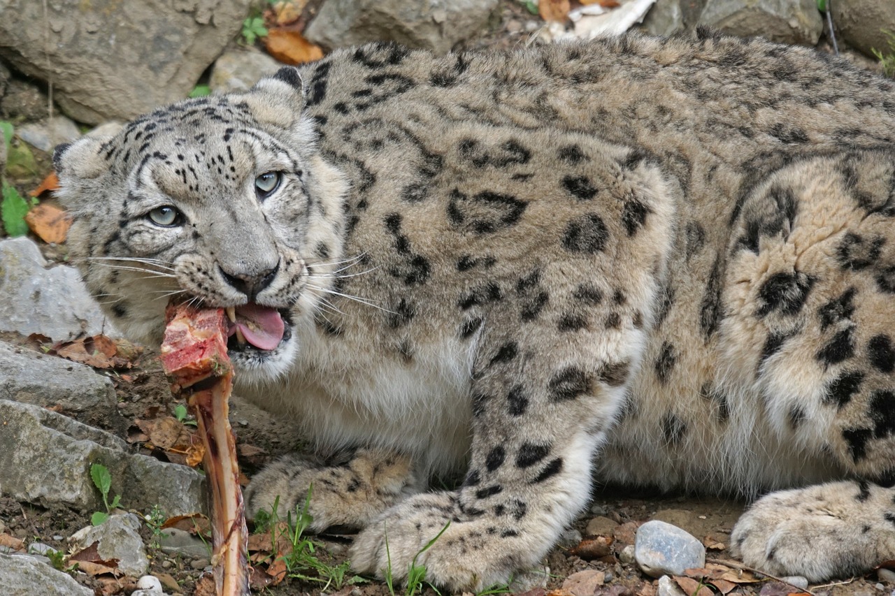 snow leopard irbis big cat free photo