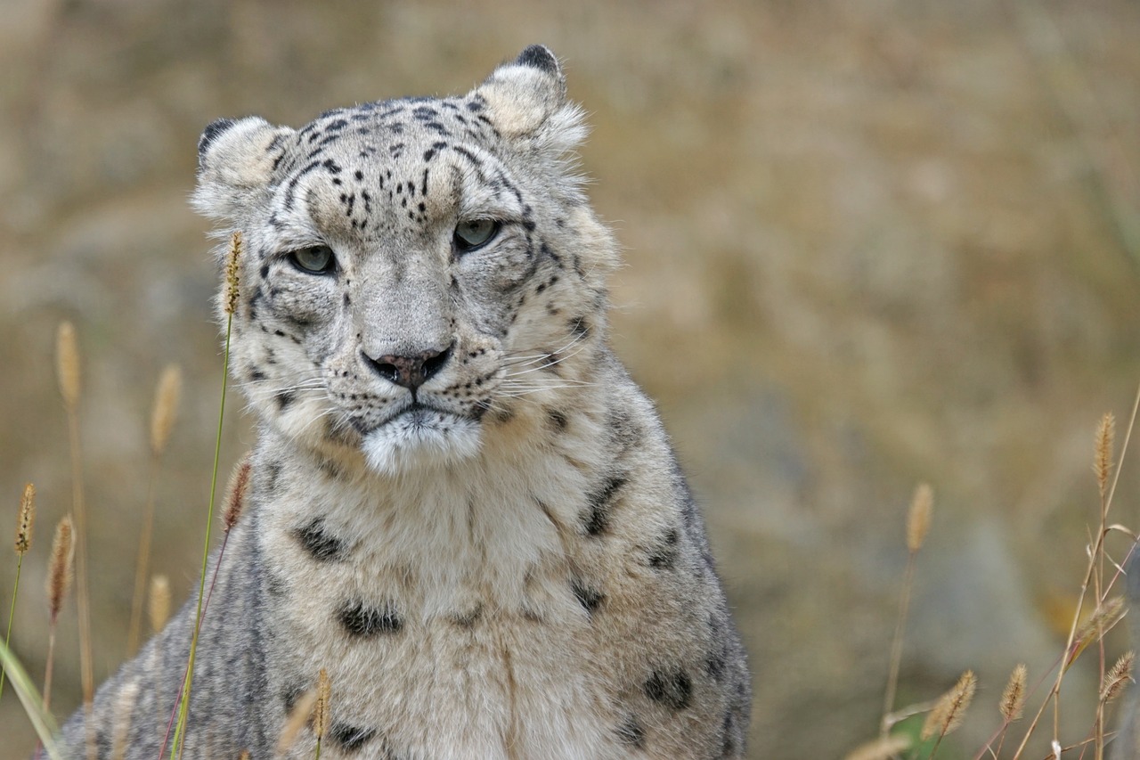 snow leopard irbis big cat free photo