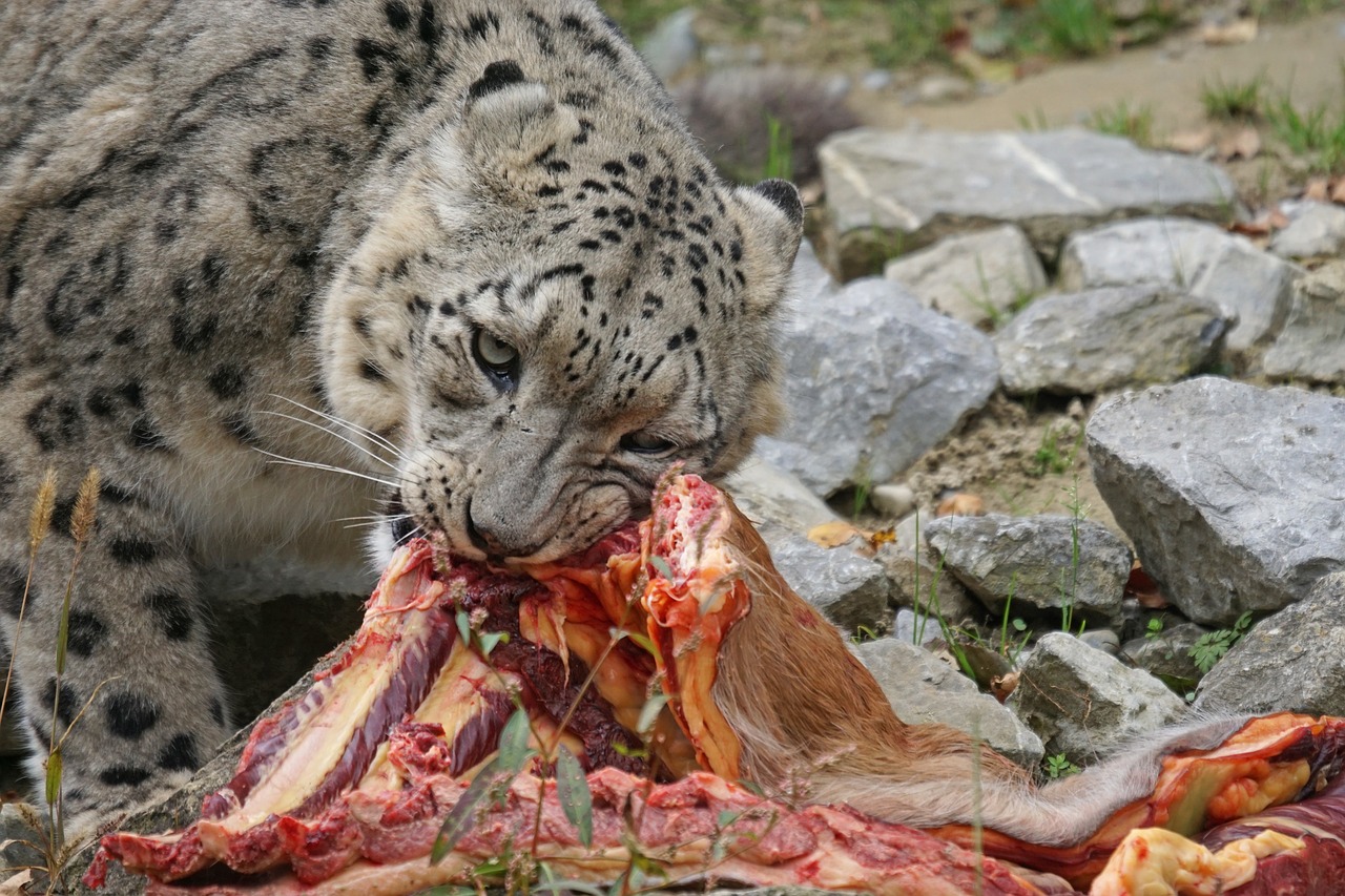 predator snow leopard irbis free photo