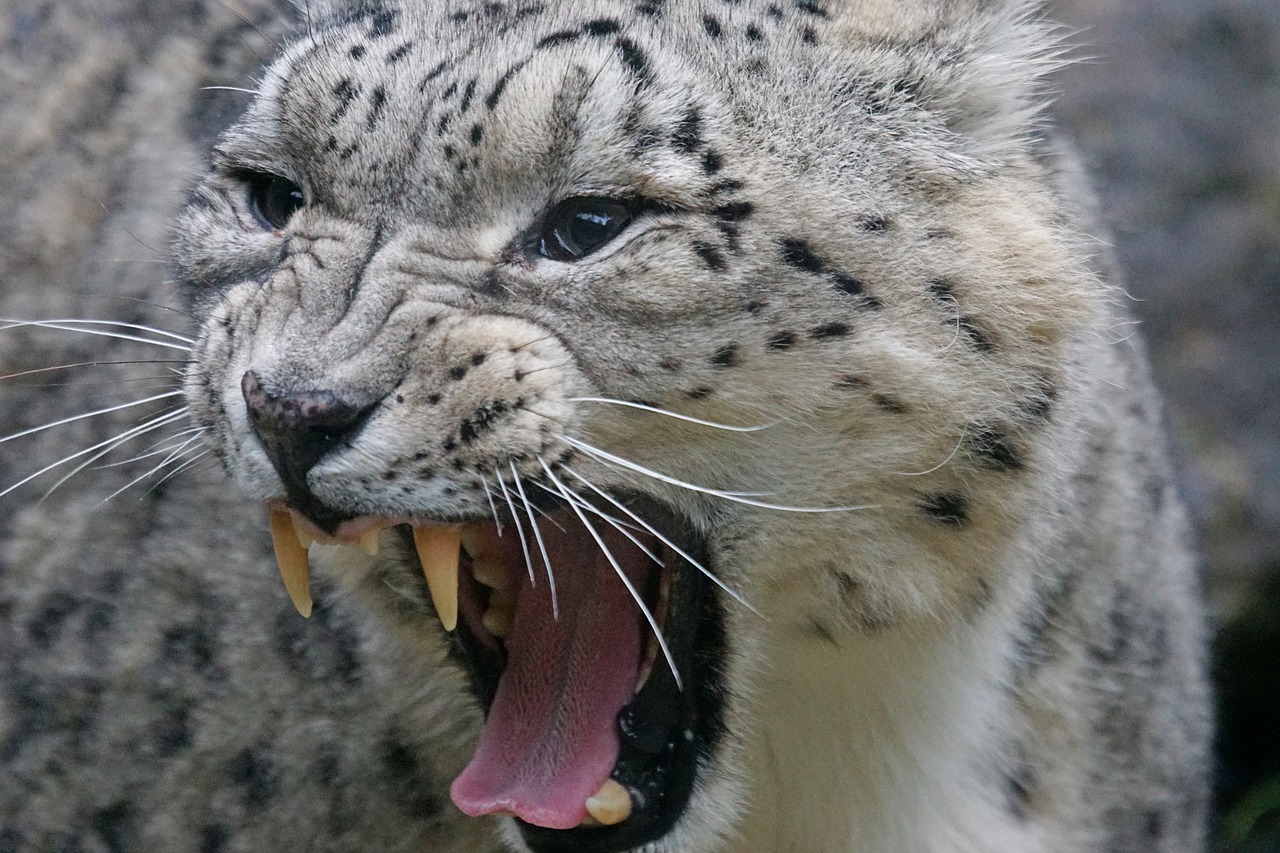 snow leopard irbis snarling free photo