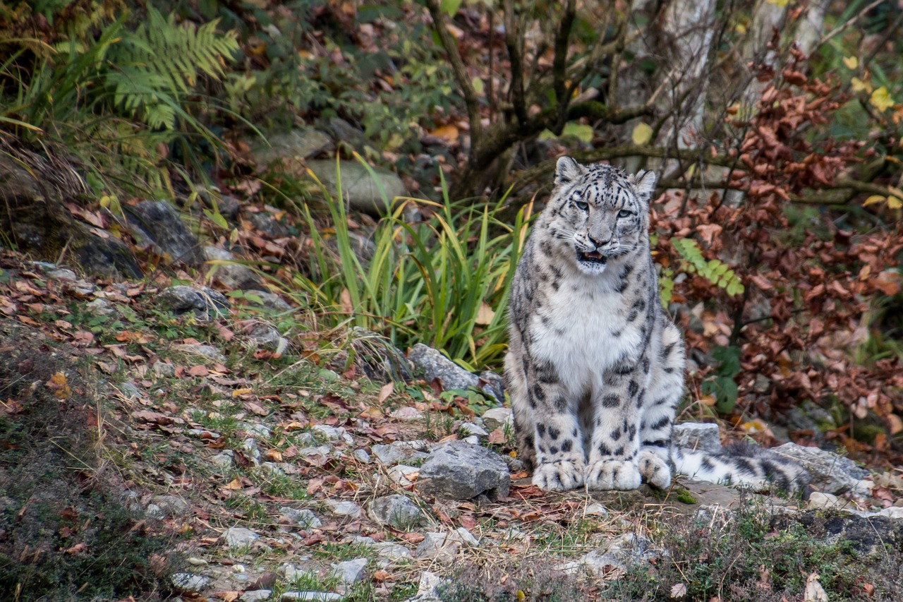 snow leopard leopard irbis free photo