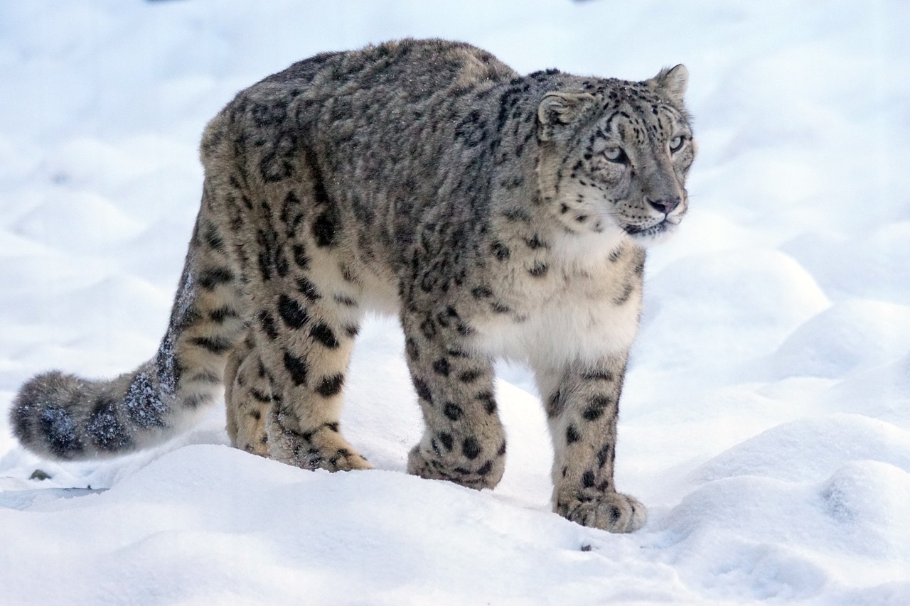 snow leopard predator cat free photo