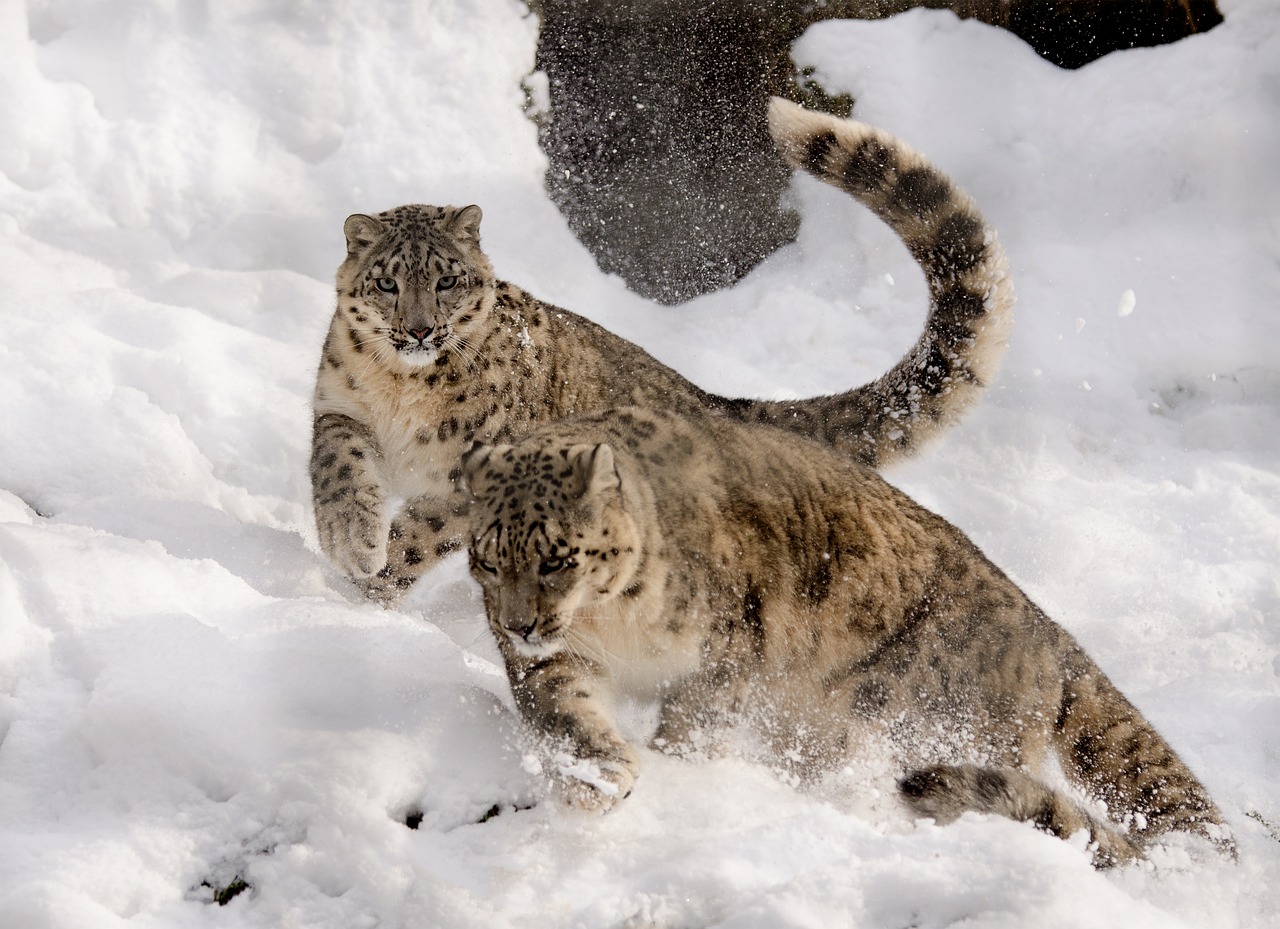 snow leopard play get it all free photo