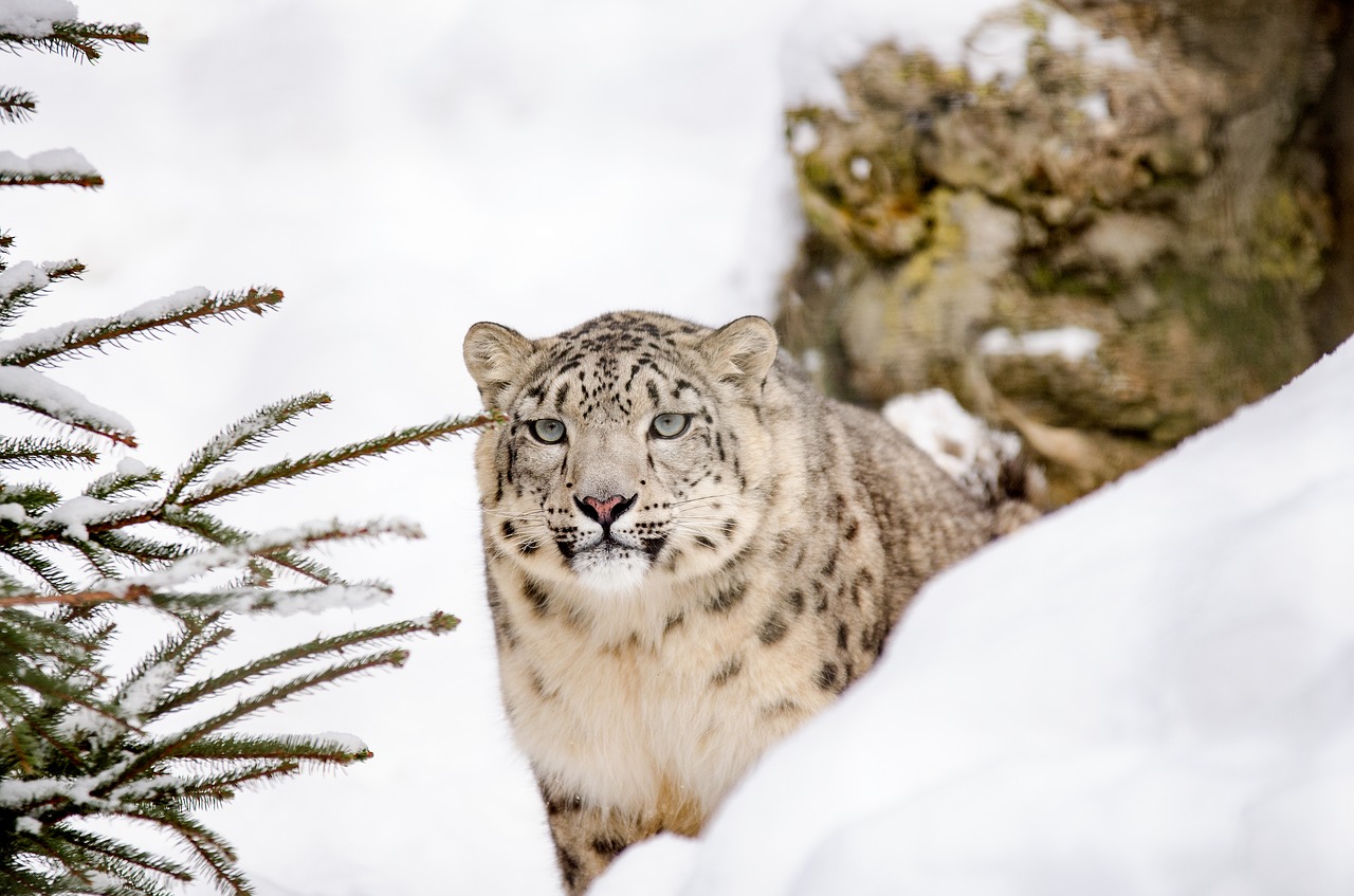 snow leopard big cat cat free photo
