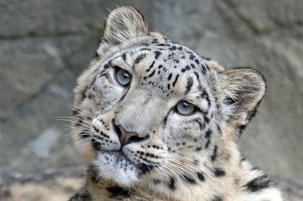 snow leopard irbis female free photo