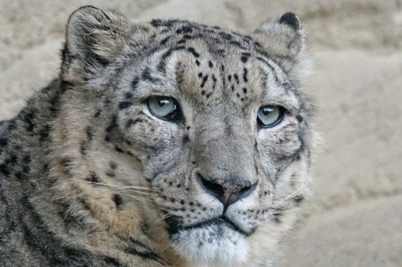snow leopard irbis männllch free photo