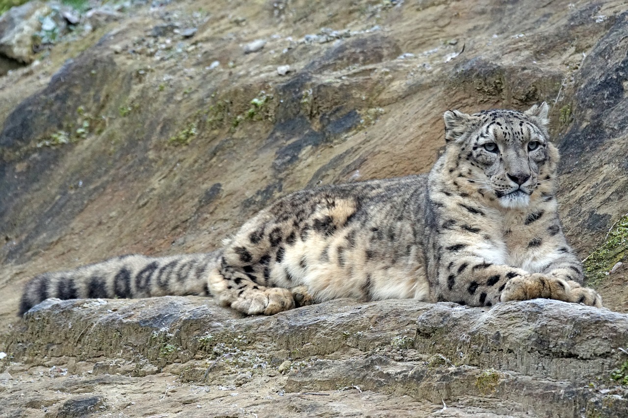 snow leopard irbis männllch free photo