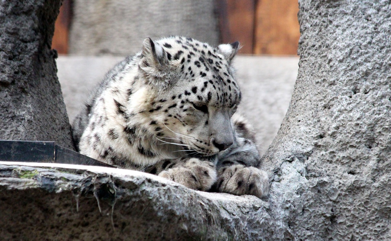snow leopard irbus panthera uncia free photo