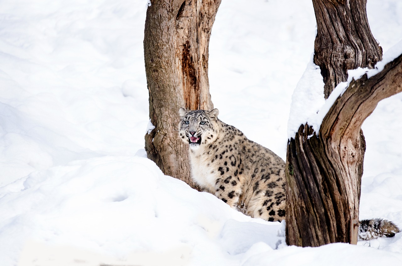 snow leopard cat big cat free photo