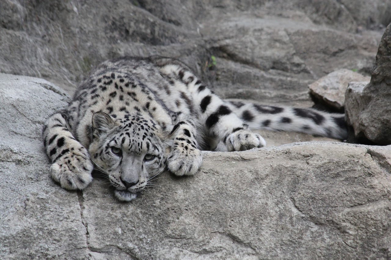 snow leopard leopard predator free photo