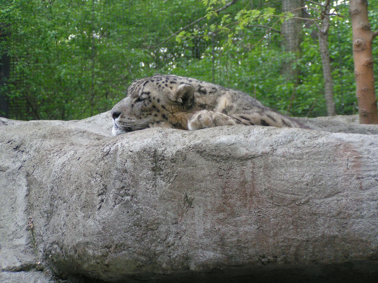 snow leopard pittsburgh free photo