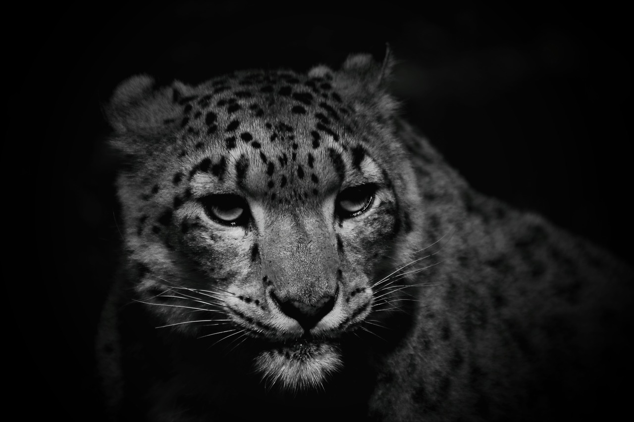 snow leopard cat leopard free photo