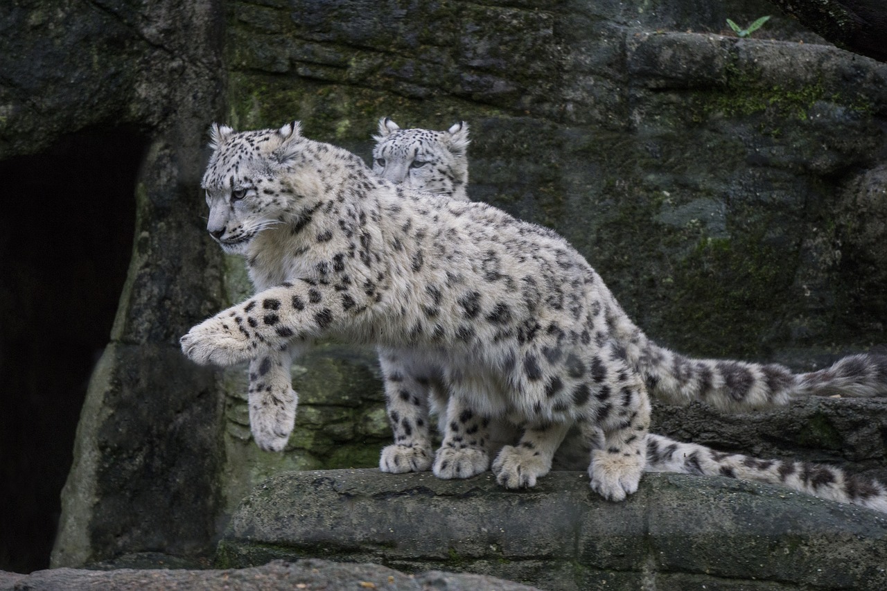 snow leopard wild predator free photo