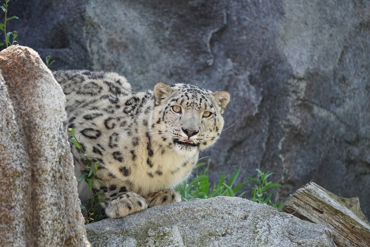 snow leopard  zoo  dangerous free photo