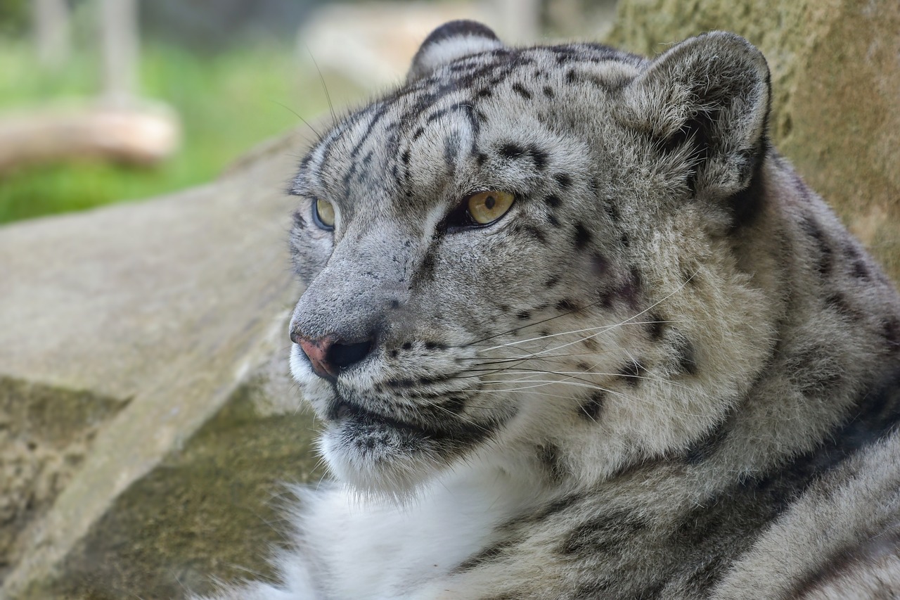 snow leopard  feline  tawny free photo