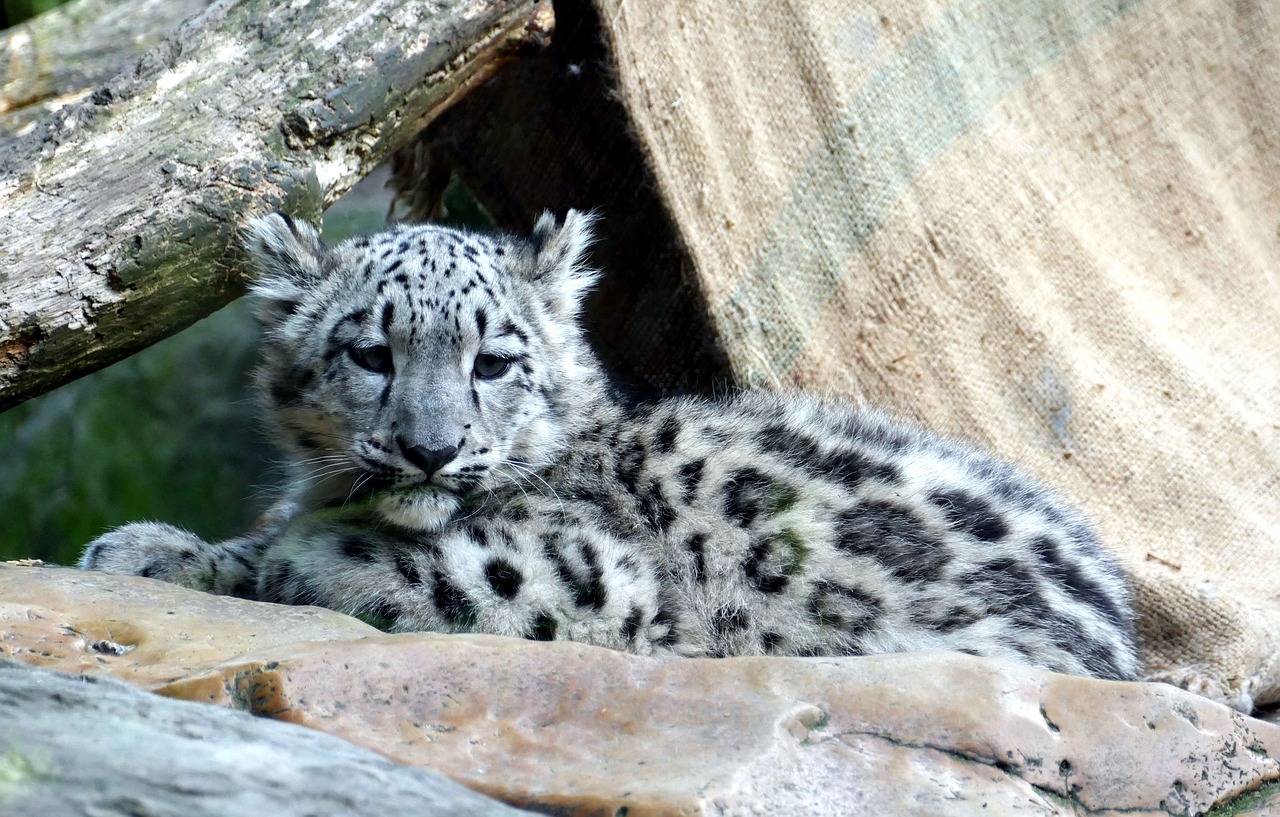 snow leopard  irbis  child free photo