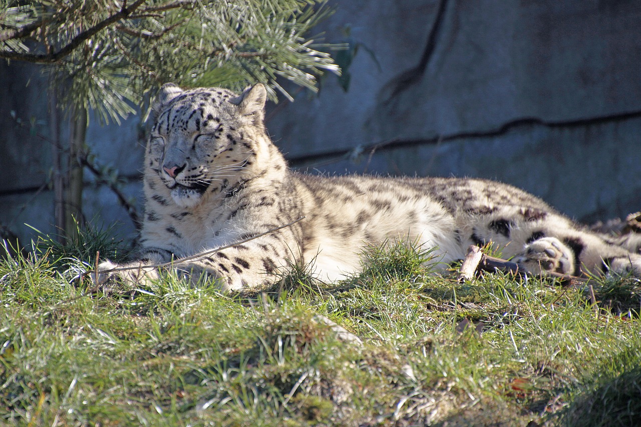 snow leopard  predator  big cat free photo